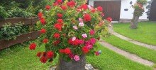 Sommerbild Doppelhaush�lfte in ruhiger Lage mit gro�z�gigem Garten und Teichanlage  (BEREITS VERKAUFT!)